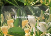 免费婚恋网站,婚恋网站哪个好?