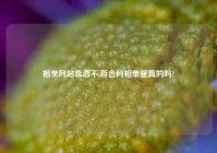 相亲网站靠谱不,百合网相亲是真的吗?