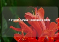 合肥相亲吧,合肥杏花公园相亲角每天都有吗?