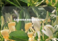 家庭婚姻情感,婚姻和家庭的区别?