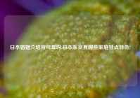 日本婚姻介绍所可靠吗,日本东京有哪些家庭特点特色?