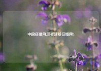 中国征婚网,怎样注册征婚网?