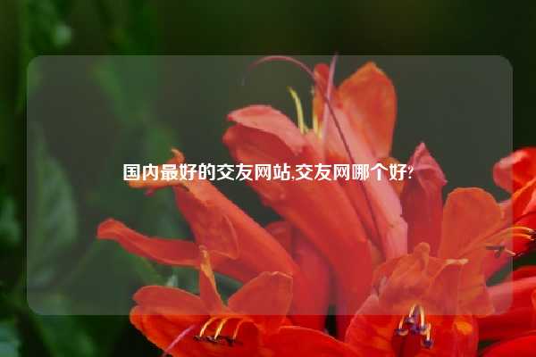 国内最好的交友网站,交友网哪个好?